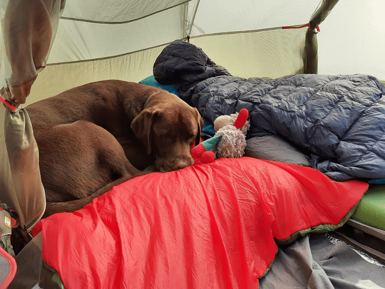 Gino tests the Yappy Hikers tent